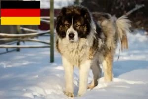 Lees meer over het artikel Kaukasische Herdershond Fokker en Puppies in Duitsland