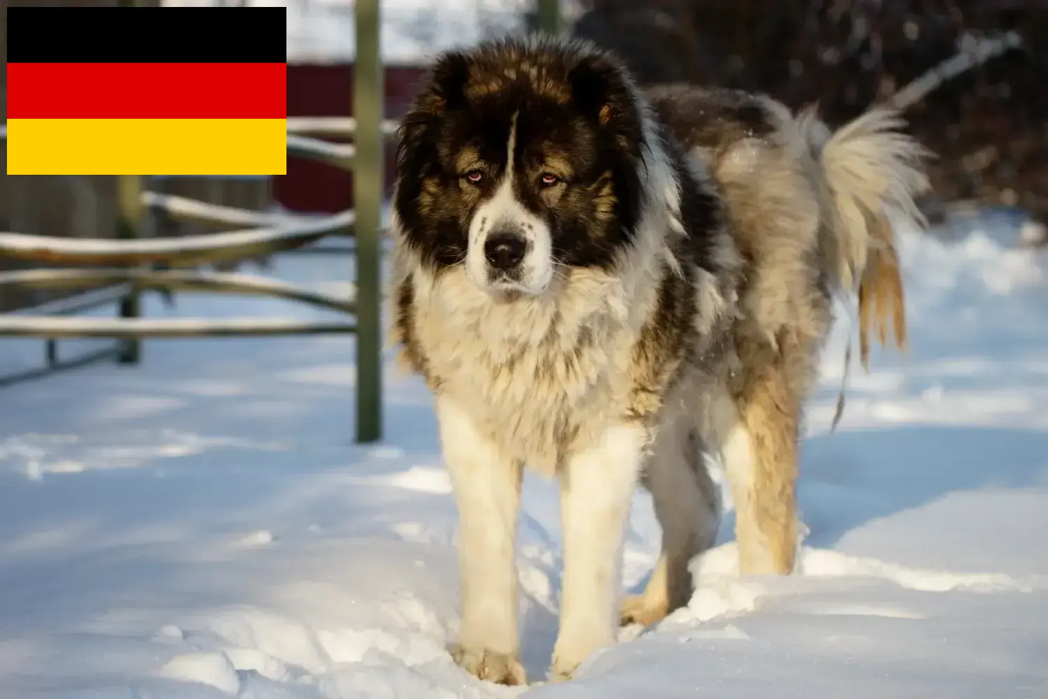 Lees meer over het artikel Kaukasische Herdershond Fokker en Puppies in Duitsland