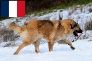 Lees meer over het artikel Kaukasische herdershond fokker en puppies in Frankrijk