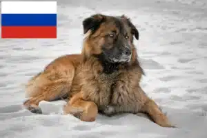 Lees meer over het artikel Kaukasische Herdershondenfokkers en Puppies in Rusland