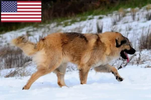 Lees meer over het artikel Kaukasische herdershondenfokkers en puppy’s in de VS
