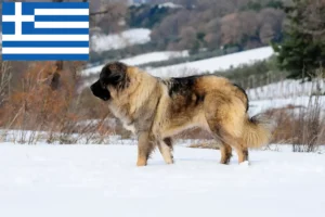 Lees meer over het artikel Kaukasische Herdershond Fokker en Puppies in Griekenland