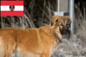 Lees meer over het artikel Kaukasische Herdershond Fokker en Puppies in Oostenrijk