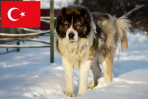 Lees meer over het artikel Kaukasische Herdershond Fokker en Puppies in Turkije