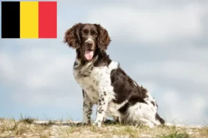 Lees meer over het artikel Kleine Münsterländer fokker en puppies in België