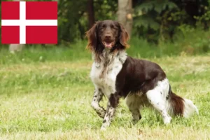 Lees meer over het artikel Kleine Münsterländer fokker en puppies in Denemarken