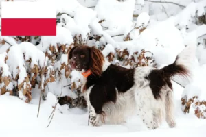 Lees meer over het artikel Kleine Münsterländer fokker en puppies in Polen