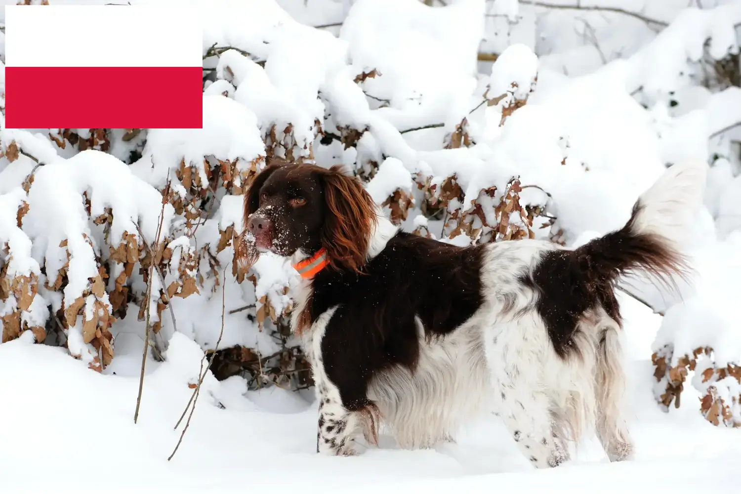 Lees meer over het artikel Kleine Münsterländer fokker en puppies in Polen