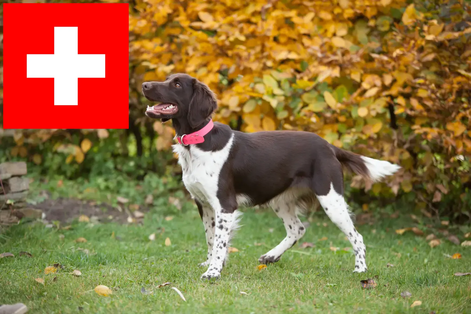 Kleine Münsterländer pups en fokkers Zwitserland Hier vind je Kleine Münsterländer fokkers in Zwitserland.