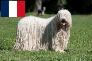 Lees meer over het artikel Komondor fokkers en pups in Frankrijk
