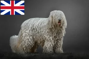 Lees meer over het artikel Komondor fokkers en pups in Groot-Brittannië