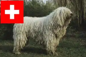 Lees meer over het artikel Komondor fokkers en pups in Zwitserland