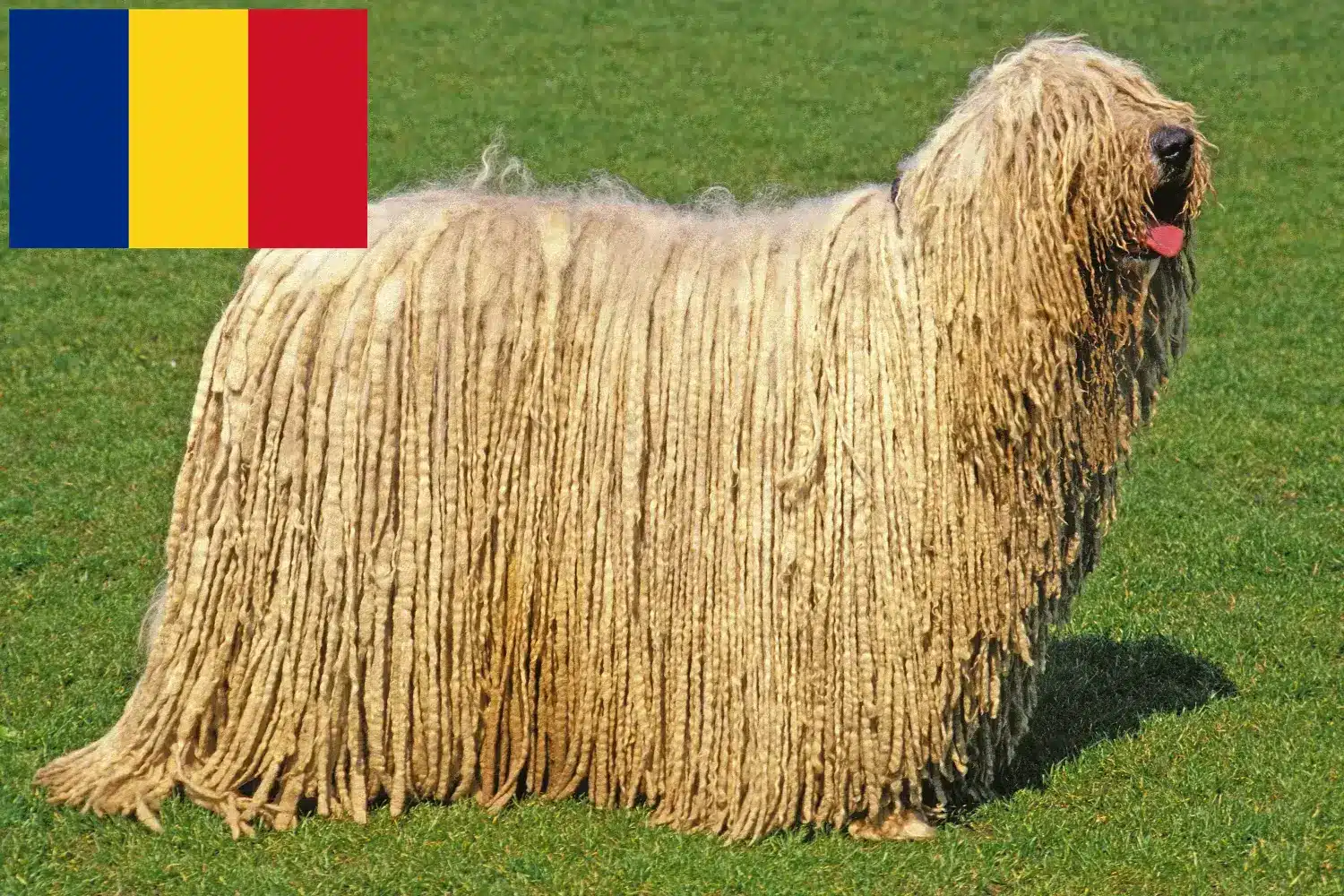 Komondor puppy's en fokkers Roemenië Hier vind je Komondore fokkers in Roemenië.