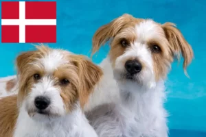 Lees meer over het artikel Kromfohrländer fokkers en pups in Denemarken