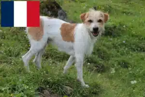 Lees meer over het artikel Kromfohrländer fokkers en pups in Frankrijk
