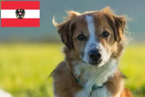 Lees meer over het artikel Kromfohrländer fokkers en pups in Oostenrijk