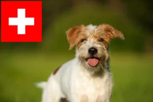 Lees meer over het artikel Kromfohrländer fokkers en pups in Zwitserland