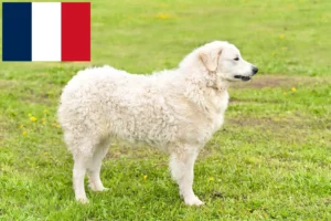 Lees meer over het artikel Kuvasz fokkers en pups in Frankrijk