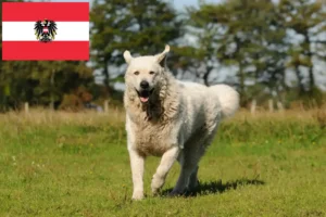 Lees meer over het artikel Kuvasz fokkers en pups in Oostenrijk