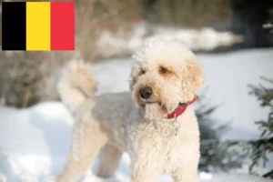 Lees meer over het artikel Labradoodle fokkers en puppies in België