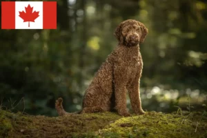 Lees meer over het artikel Labradoodle fokkers en puppies in Canada