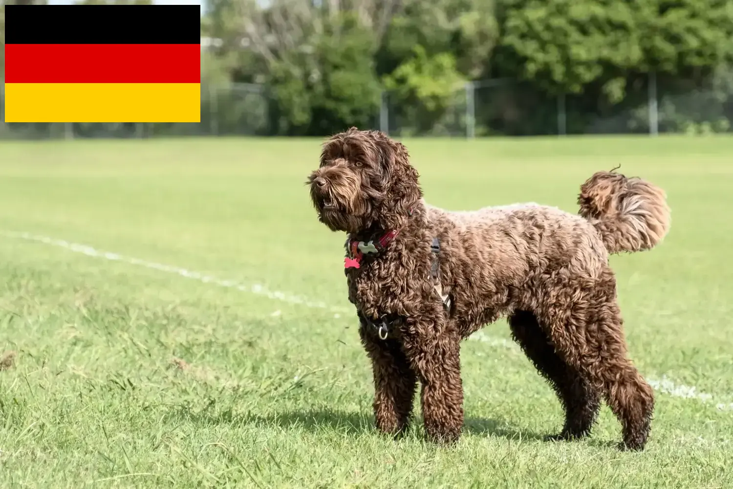 Labradoodle puppies en fokkers Duitsland Hier vind je Labradoodles fokkers in Duitsland.