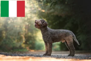 Lees meer over het artikel Lagotto Romagnolo fokkers en pups in Italië