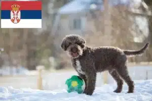 Lees meer over het artikel Lagotto Romagnolo fokkers en pups in Servië