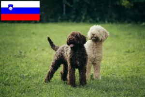 Lees meer over het artikel Lagotto Romagnolo fokkers en pups in Slovenië