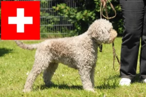 Lees meer over het artikel Lagotto Romagnolo fokkers en pups in Zwitserland