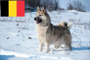 Lees meer over het artikel Laika fokkers en pups in België