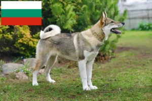 Lees meer over het artikel Laika fokkers en pups in Bulgarije