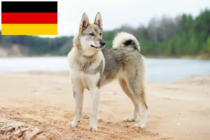 Lees meer over het artikel Laika fokkers en pups in Duitsland