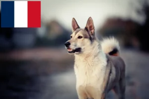 Lees meer over het artikel Laika fokkers en pups in Frankrijk