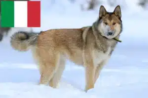 Lees meer over het artikel Laika fokkers en pups in Italië