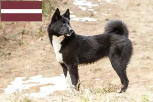 Lees meer over het artikel Laika fokkers en pups in Letland