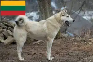Lees meer over het artikel Laika fokkers en pups in Litouwen