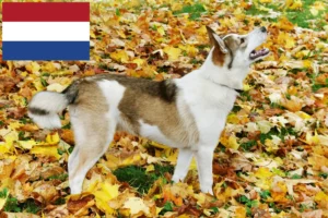 Lees meer over het artikel Laika fokkers en pups in Nederland