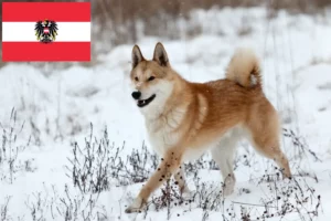 Lees meer over het artikel Laika fokkers en pups in Oostenrijk