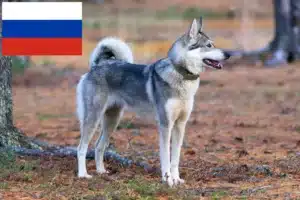 Lees meer over het artikel Laika fokkers en pups in Rusland