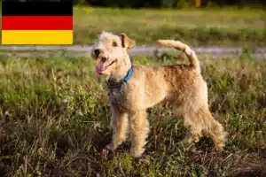Lees meer over het artikel Lakeland Terrier fokkers en pups in Duitsland