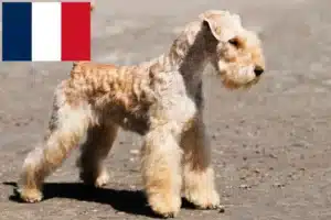 Lees meer over het artikel Lakeland Terrier fokkers en pups in Frankrijk