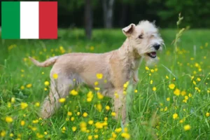 Lees meer over het artikel Lakeland Terrier fokkers en pups in Italië
