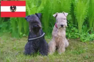 Lees meer over het artikel Lakeland Terrier fokkers en pups in Oostenrijk