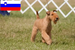 Lees meer over het artikel Lakeland Terrier fokkers en pups in Slovenië