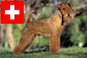 Lees meer over het artikel Lakeland Terrier fokkers en pups in Zwitserland