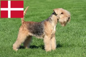 Lees meer over het artikel Lakeland Terrier fokkers en pups in Denemarken