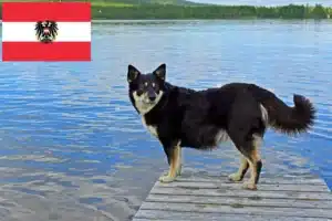 Lees meer over het artikel Lapse rendierhondenfokkers en pups in Oostenrijk