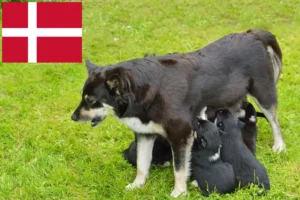 Lees meer over het artikel Lapse rendierhonden fokker en puppies in Denemarken