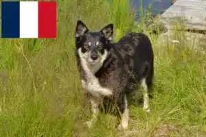 Lees meer over het artikel Lapse rendierhonden fokker en puppies in Frankrijk